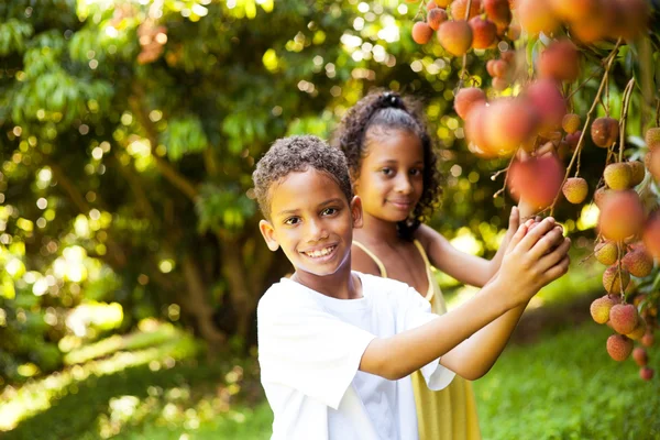 Kids picking lychees — Stock Photo, Image