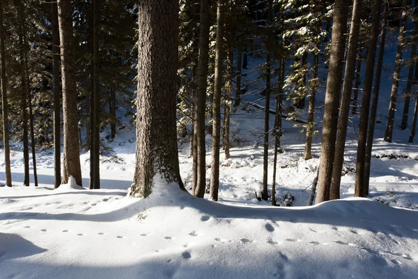 Зимний лес. — стоковое фото
