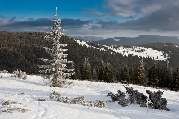 Forêt d'hiver. — Photo