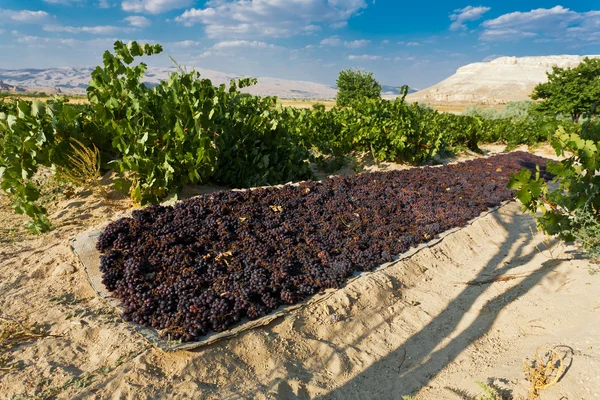 Industria vitivinicola in Turchia . — Foto Stock