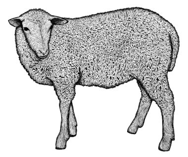 Sheep vintage clipart