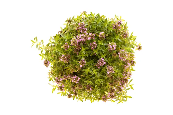 Рослина чебрецю в цвіті ізольовані — стокове фото