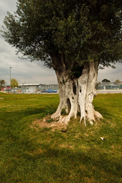 古代橄榄树 — 图库照片