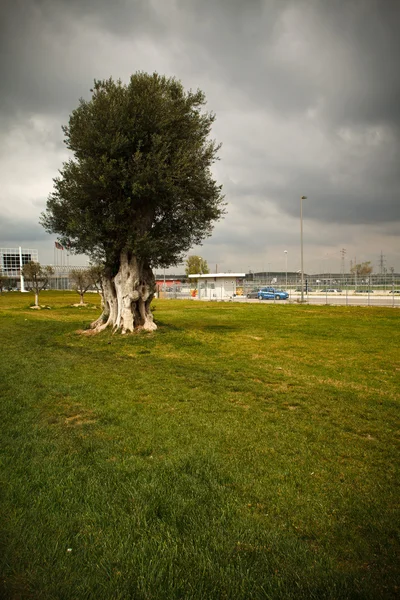 Einsamer Olivenbaum — Stockfoto