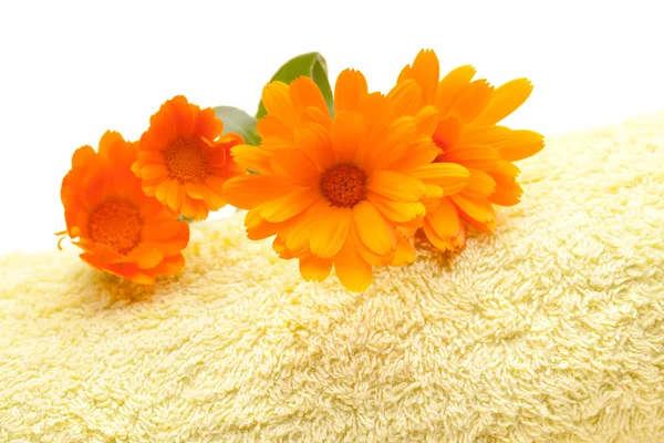 Calêndula Flores na toalha amarela — Fotografia de Stock