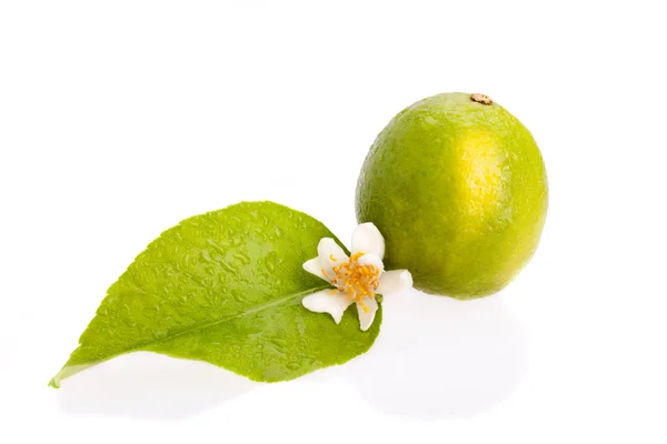 Lime Fruit — Stock Photo, Image