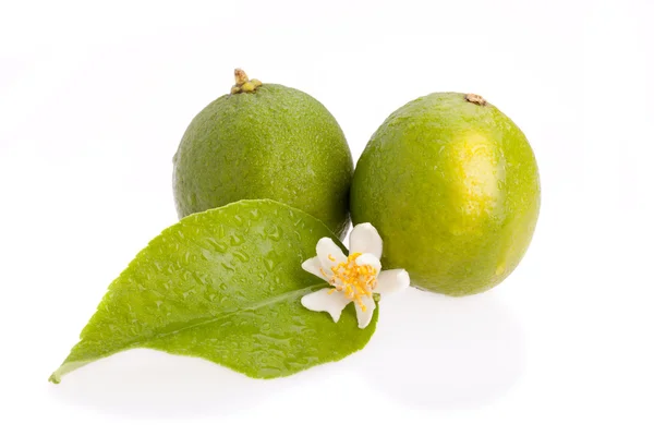 Two Limes — Stock Photo, Image
