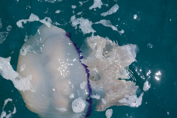 "Rhizostoma Pulmo" - Barrel Jellyfish - In Natural Ambient — Stock Photo, Image