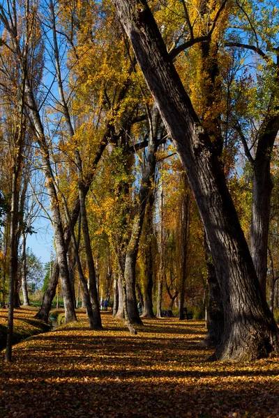 stock image Autumn With Golden Trees