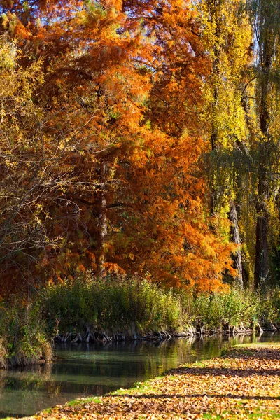 stock image Fall Colors