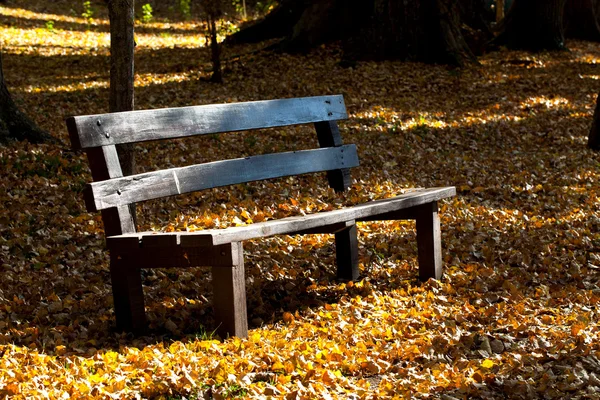 Dřevěná lavička v lese — Stock fotografie