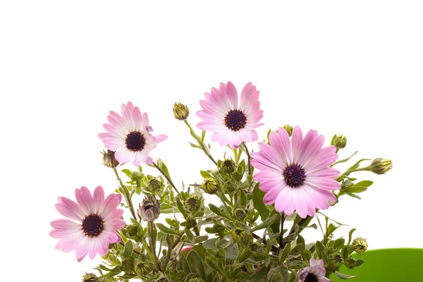 Pink African Daisies On White — Stock Photo, Image