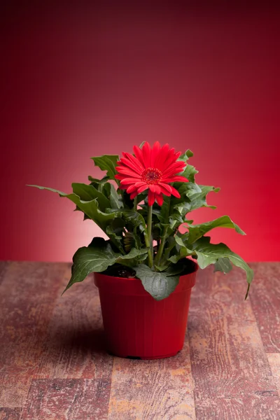Pot With Red Gerbera — Stock Photo, Image