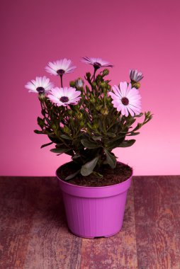 Pot With Pink African Daisy (Dimorphotheca Pluvialis) clipart