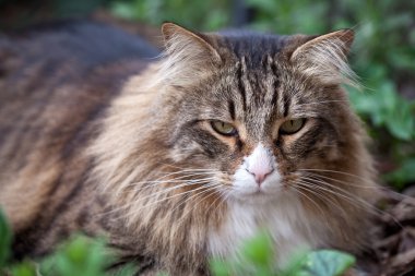 Portrait Of Norwegian Cat Sitting In The Grass clipart