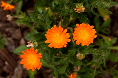 Calendula çiçekler (Calendula Officinalis)