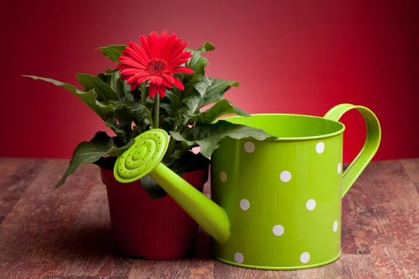 stock image Red Gerbera And Watering Can