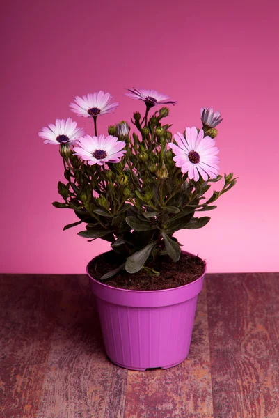 Pot With Pink African Daisy (Dimorphotheca Pluvialis) — Stock Photo, Image