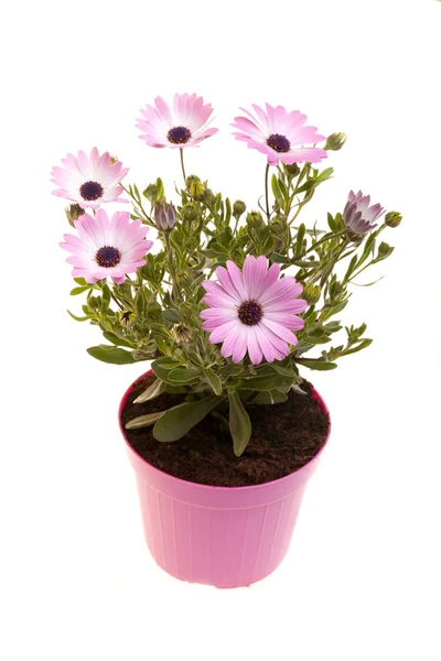 Pot With African Daisies (Dimorphotheca Pluvialis) Isolated — Stock Photo, Image