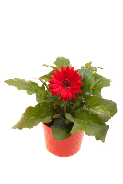 Pot With Red Gerbera Isolated — Stock Photo, Image
