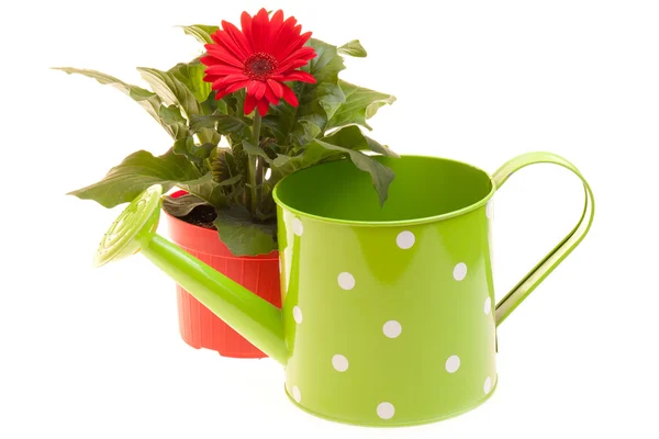 Flower And Watering Can On White — Stock Photo, Image