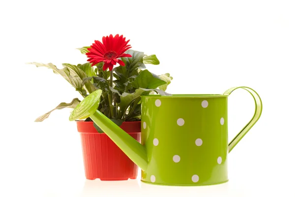 stock image Gerbera And Watering Can On White