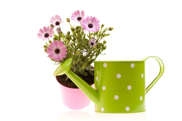 Pot With African Daisies And Watering Can — Stock Photo, Image