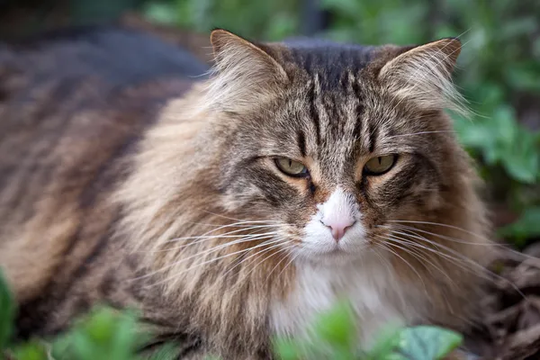 Porträt einer norwegischen Katze im Gras — Stockfoto