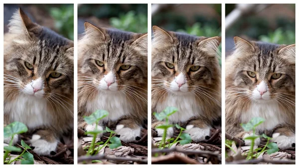 Quatro expressões de gato norueguês — Fotografia de Stock