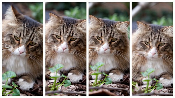 Four Expressions Of Norwegian Cat