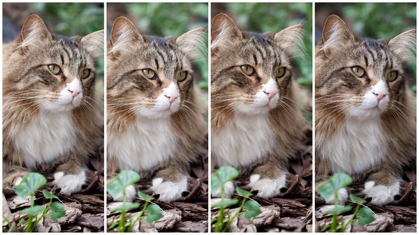 Collage con gato noruego — Foto de Stock