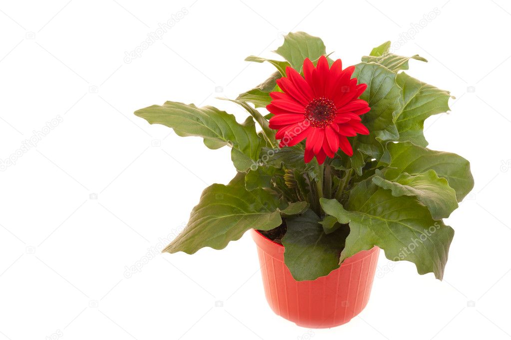 Pot With Gerbera On White