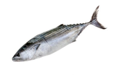 Tuna Fish Isolated clipart