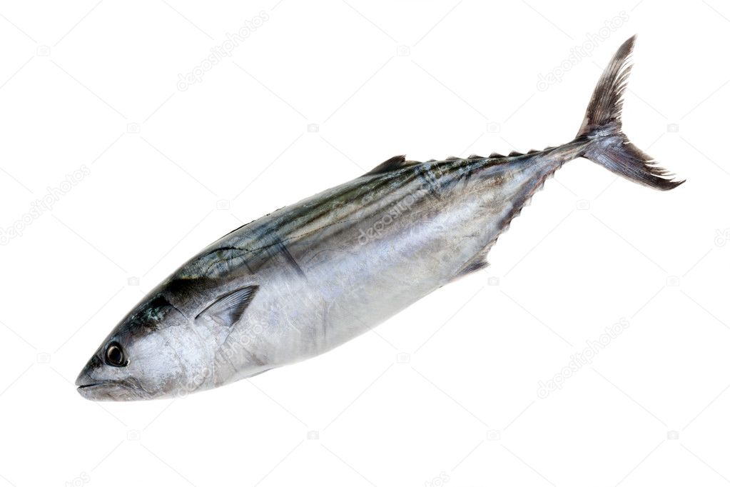 Tuna Fish Isolated