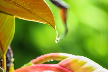 Raindrop suspended from a leaf clipart