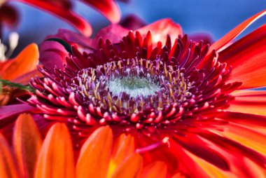 Kırmızı gerbera makro