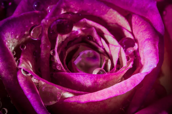Rosa rosa con gotitas de agua — Foto de Stock
