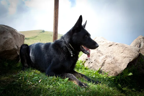 stock image Black German Shepherd