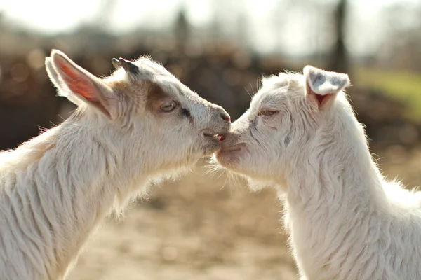 Love goats — Stock Photo, Image