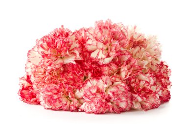 pembe karanfil çiçek