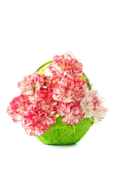 Cravo rosa florescente — Fotografia de Stock