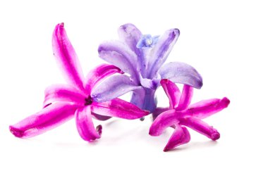 Hyacinth flowers clipart