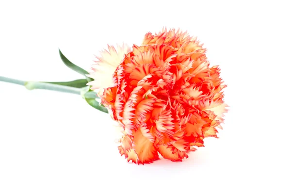 Carnation flowers — Stock Photo, Image