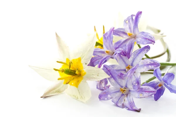 Bouquet di crochi blu e bianchi — Foto Stock
