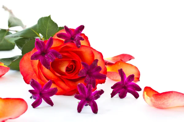 Red rose with flowers hyacinth — Stock Photo, Image