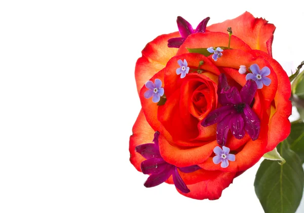 Rudá růže s květy Hyacint — Stock fotografie