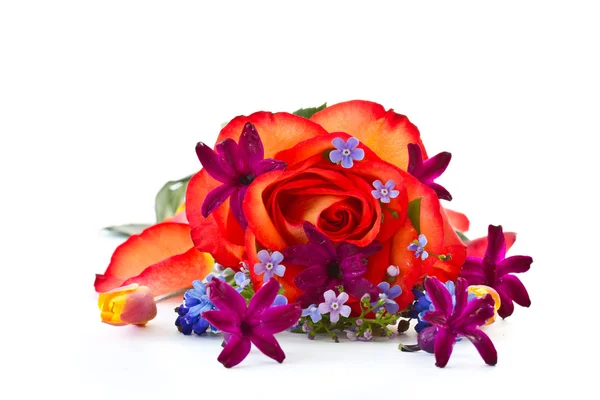 Rosa roja con flores jacinto —  Fotos de Stock