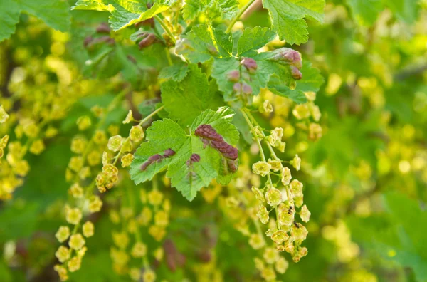 Disease of currants on the bush — Stock Photo, Image