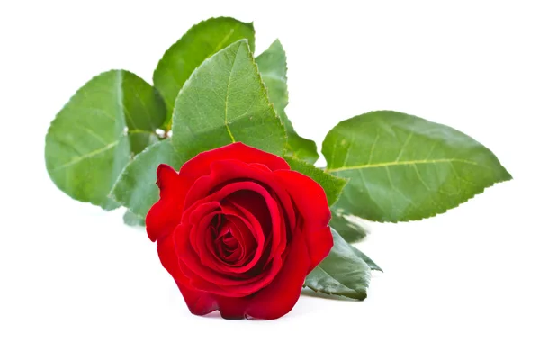 Троянди червоні — стокове фото