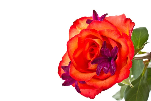Rosa roja con flores jacinto — Foto de Stock